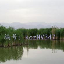 仯