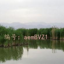ḻ